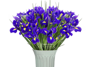 Спуриа/ирисы синие